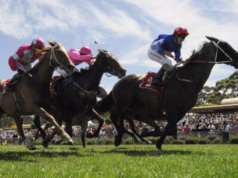 Moruya Racecourse - Maitland Accommodation 0