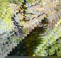 Morans Falls track Lamington National Park - Maitland Accommodation