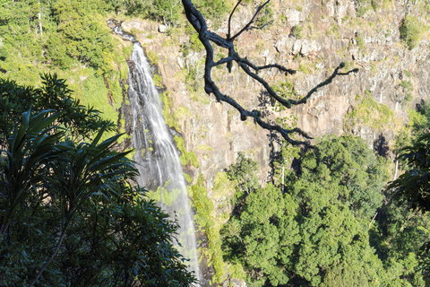 Morans Falls Track, Lamington National Park - Maitland Accommodation 0