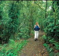 Mount Cougal Springbrook National Park - Maitland Accommodation