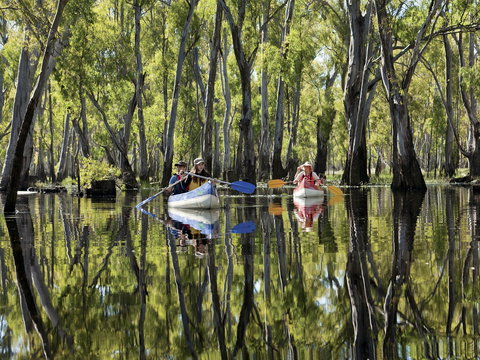 Murray River Canoe Trails - Maitland Accommodation 0