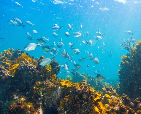 Snorkelling McKenzies Beach - Maitland Accommodation 0
