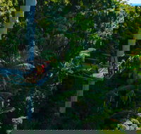 Tamborine Rainforest Skywalk - Maitland Accommodation
