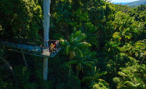Tamborine Rainforest Skywalk - Maitland Accommodation 0