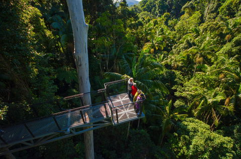 Tamborine Rainforest Skywalk - Maitland Accommodation 1