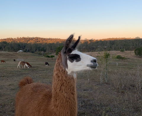 The Llama Farm - Maitland Accommodation 0