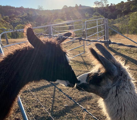 The Llama Farm - Maitland Accommodation 1