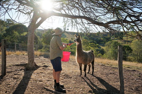The Llama Farm - Maitland Accommodation 2