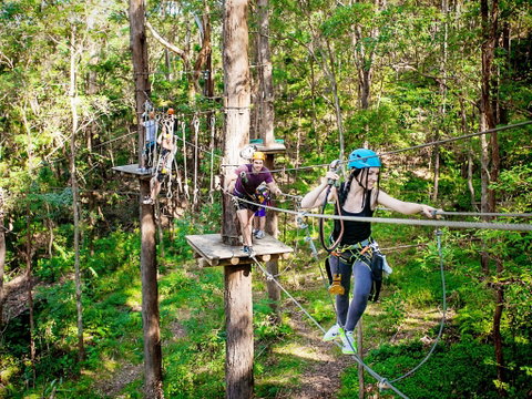 TreeTop Challenge Currumbin Wildlife Sanctuary - Maitland Accommodation 1
