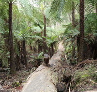 Upper Yarra Reservoir Park - Maitland Accommodation