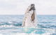 Premier Whale Watching Byron Bay - thumb 8
