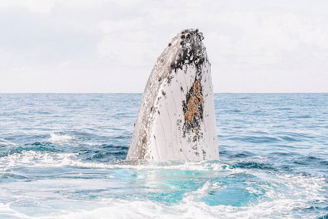 Premier Whale Watching Byron Bay - Maitland Accommodation 8