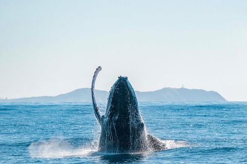 Premier Whale Watching Byron Bay - Maitland Accommodation 2