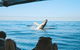 Premier Whale Watching Byron Bay - thumb 5