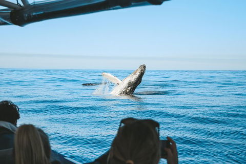 Premier Whale Watching Byron Bay - Maitland Accommodation 5