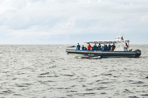 Premier Whale Watching Byron Bay - Maitland Accommodation 9