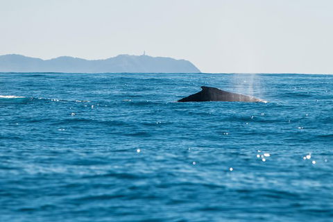 Premier Whale Watching Byron Bay - Maitland Accommodation 4