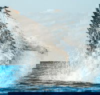 Premier Whale Watching Byron Bay - Maitland Accommodation