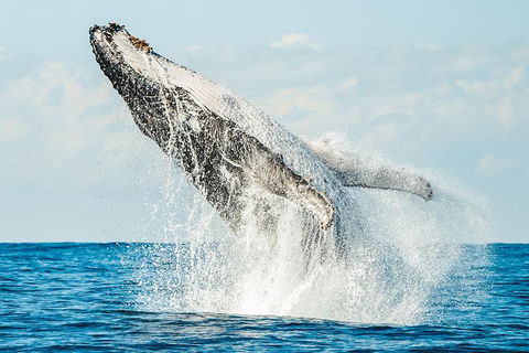 Premier Whale Watching Byron Bay - Maitland Accommodation 0