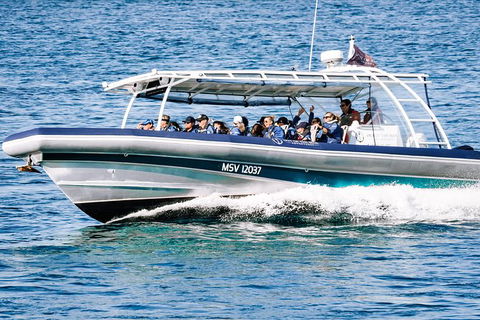 Premier Whale Watching Byron Bay - Maitland Accommodation 7