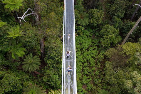 Illawarra Fly Treetop Adventures Treetop Walk Admission Ticket - Maitland Accommodation 4