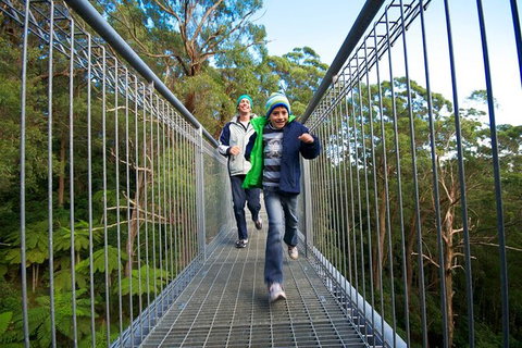 Illawarra Fly Treetop Adventures Treetop Walk Admission Ticket - Maitland Accommodation 7