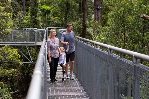 Illawarra Fly Treetop Adventures Treetop Walk Admission Ticket - Maitland Accommodation 1