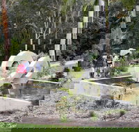 Maroochy Regional Bushland Botanic Garden - Maitland Accommodation