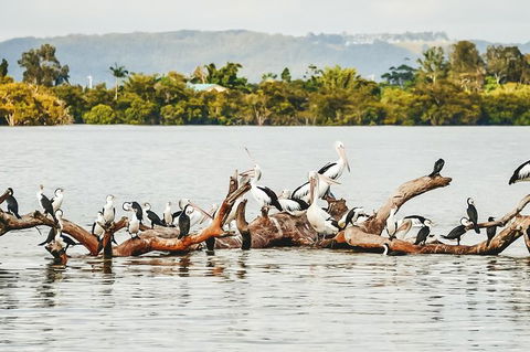 Sunset River Cruise Near Byron Bay - Maitland Accommodation 27