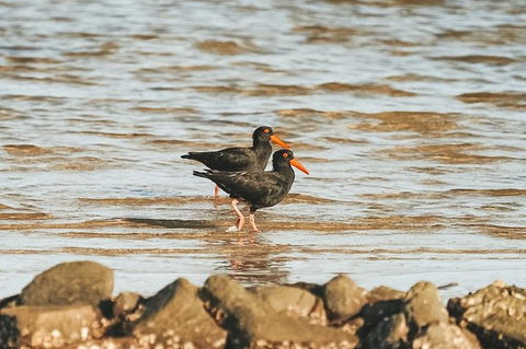 Sunset River Cruise Near Byron Bay - Maitland Accommodation 10