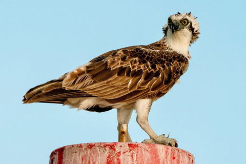 Sunset River Cruise Near Byron Bay - Maitland Accommodation 8