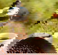 Coffee Farm tour and workshop Byron Bay hinterland - Maitland Accommodation