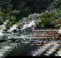 Everglades Eco Safari to Australia's Everglades - Maitland Accommodation