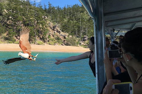 Aquascene Magnetic Island Discovery Tour - Maitland Accommodation 2