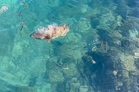 Aquascene Magnetic Island Discovery Tour - Maitland Accommodation 6