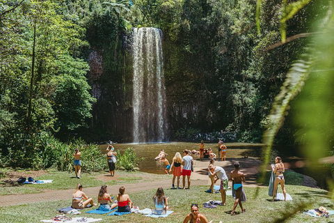 Atherton Tablelands Waterfalls And Rainforest Day Tour Departing Cairns - Maitland Accommodation 4