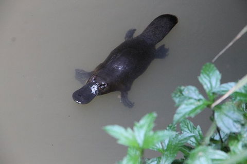 Atherton Tablelands Waterfalls And Rainforest Day Tour Departing Cairns - Maitland Accommodation 7