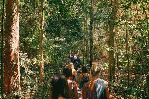 Atherton Tablelands Waterfalls And Rainforest Day Tour Departing Cairns - Maitland Accommodation 10