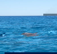 Noosa Wild Dolphin Safari - Maitland Accommodation