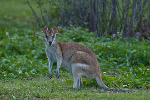 Cairns 4WD Waterfall And Rainforest Tour Including Kuranda Scenic Railway - Maitland Accommodation 7