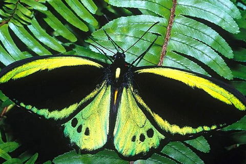 Cairns 4WD Waterfall And Rainforest Tour Including Kuranda Scenic Railway - Maitland Accommodation 1