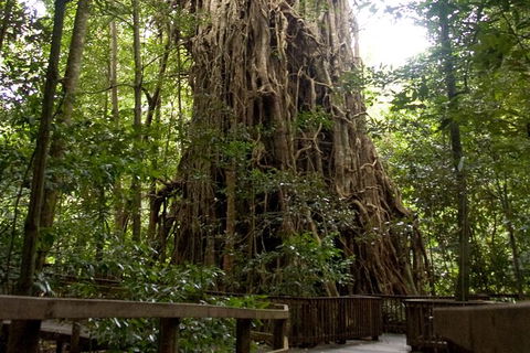 Cairns 4WD Waterfall And Rainforest Tour Including Kuranda Scenic Railway - Maitland Accommodation 5