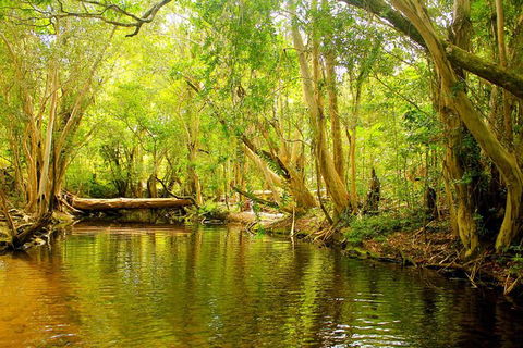 Cairns 4WD Waterfall And Rainforest Tour Including Kuranda Scenic Railway - Maitland Accommodation 9