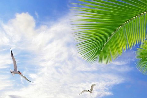 Airport Transfer - Mission Beach To Cairns Airport - Maitland Accommodation 4