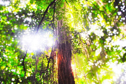 Airport Transfer - Mission Beach To Cairns Airport - Maitland Accommodation 1