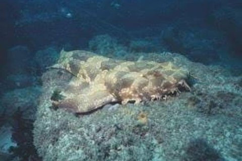 Dive The Scottish Prince Shipwreck - Maitland Accommodation 2