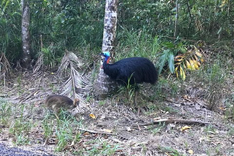 Daintree Luxury Limousine Tour - Full Day - Maitland Accommodation 8