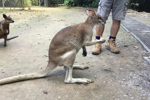 Daintree Luxury Limousine Tour - Full Day - Maitland Accommodation 10