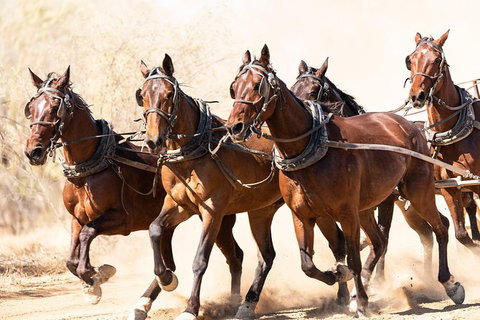 Cobb And Co Stagecoach Experience - Maitland Accommodation 2