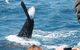 Half-Day Whale Watching In Urangan - thumb 2